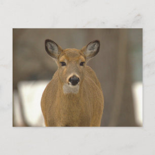 Deer Photo Postcard