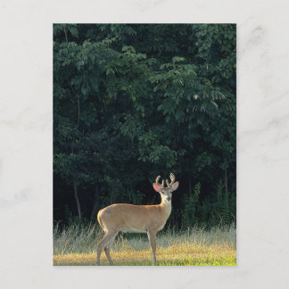 Deer Photo Postcard