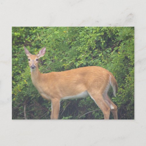 Deer Photo Postcard
