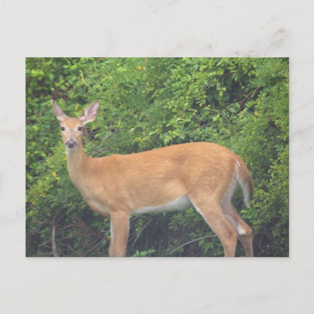 Deer Photo Postcard (Front)