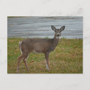 Deer Photo Postcard