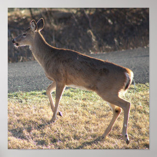 Deer Photo Poster