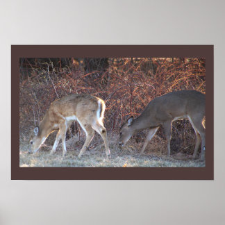 Deer Photo Poster