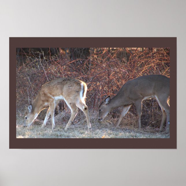 Deer Photo Poster (Front)