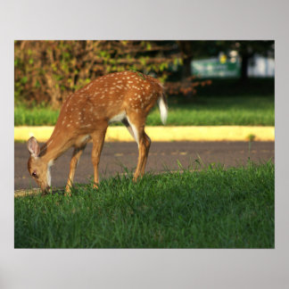 Deer Photo Poster