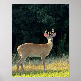 Deer Photo  Poster
