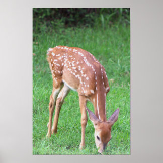 Deer Photo Poster