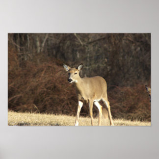 Deer Photo Poster