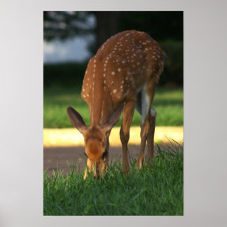 Deer Photo Poster