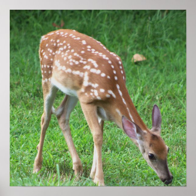 Deer Photo Poster (Front)