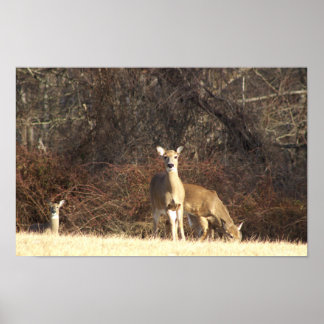 Deer Photo Poster
