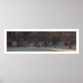 Deer Photo Poster
