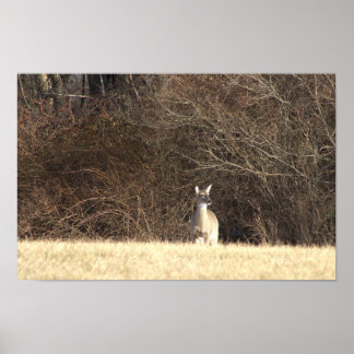 Deer Photo Poster