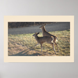 Deer Photo Poster