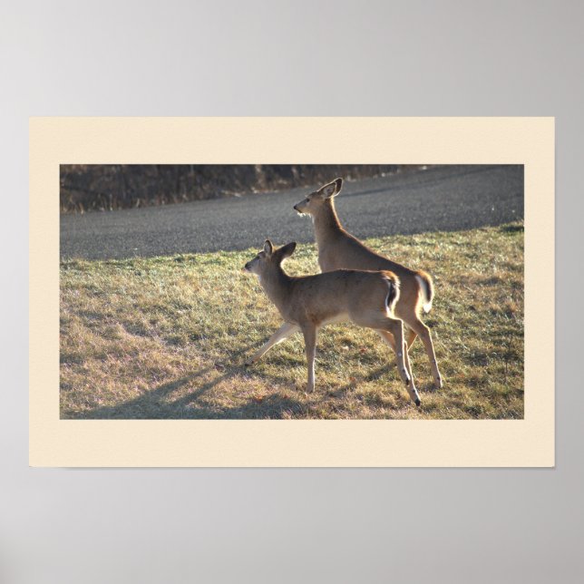 Deer Photo Poster (Front)