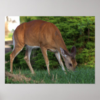 Deer Photo Poster