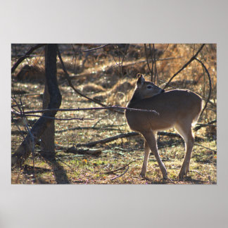 Deer Photo Poster
