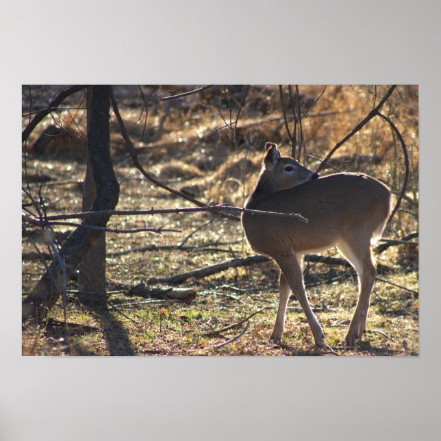 Deer Photo Poster (Front)