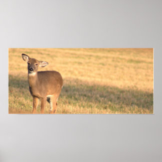 Deer Photo Poster