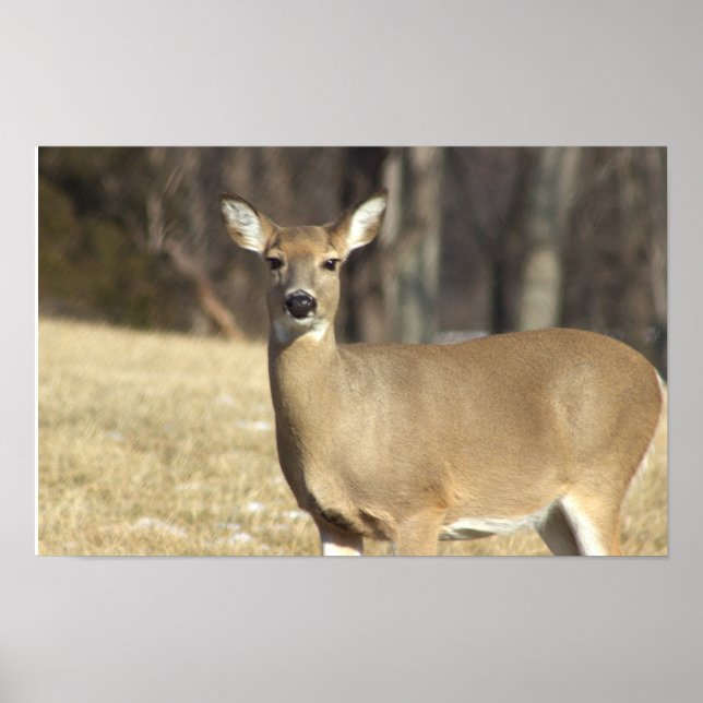 Deer Photo Poster (Front)