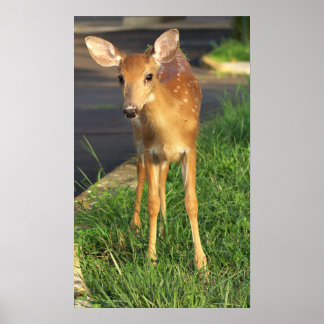 Deer Photo Poster