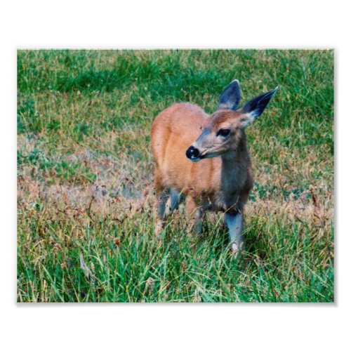 Deer Photo Print