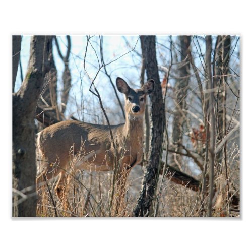 Deer Photo Print