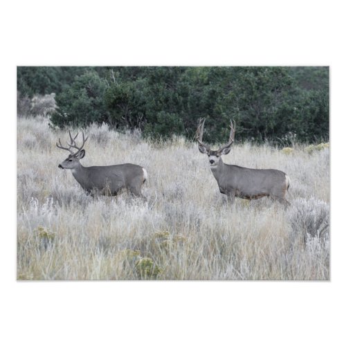 Deer Photo Print Picture