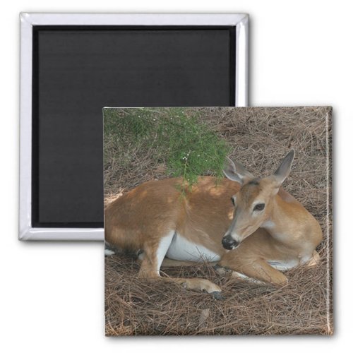 Deer Photo Square Magnet