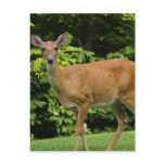 Deer Postcard