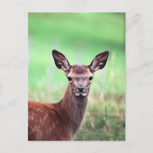 deer postcard (Front)