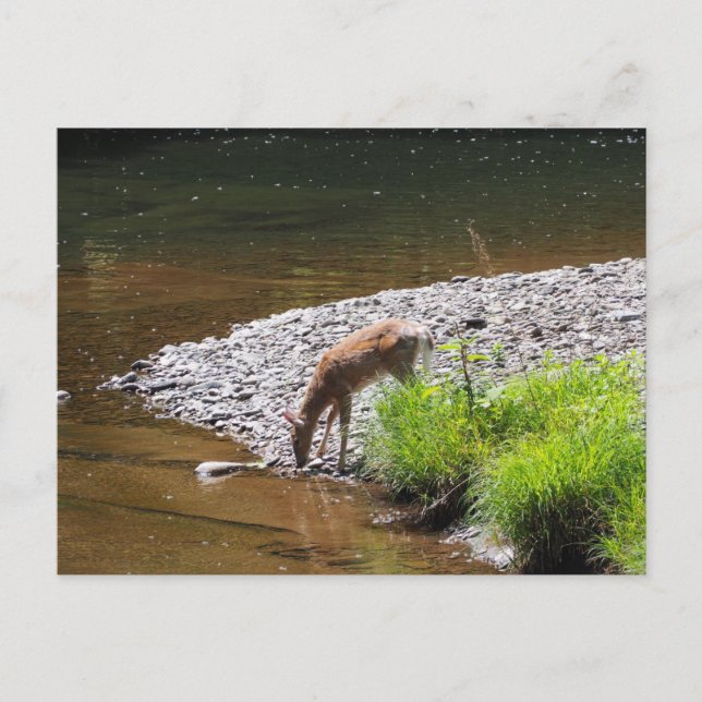 DEER POSTCARD (Front)