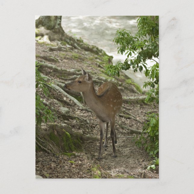 Deer Postcard (Front)