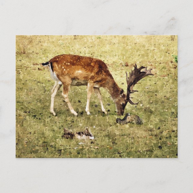 DEER POSTCARD (Front)