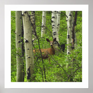Deer Poster