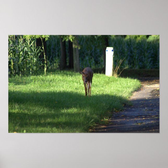 Deer Poster (Front)