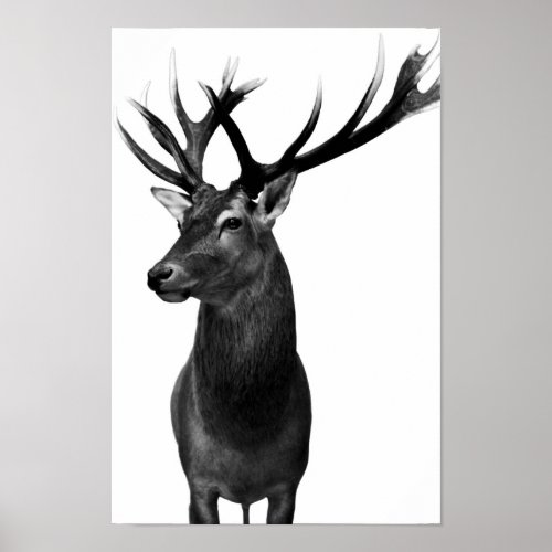 deer poster