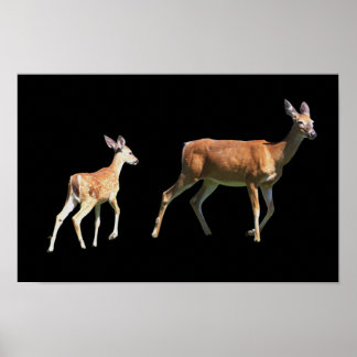 Deer Poster