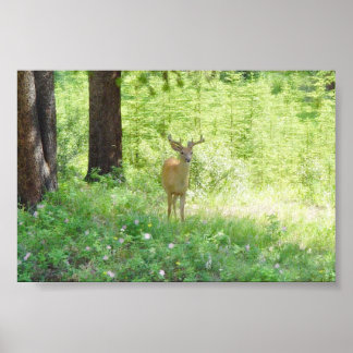 Deer Poster
