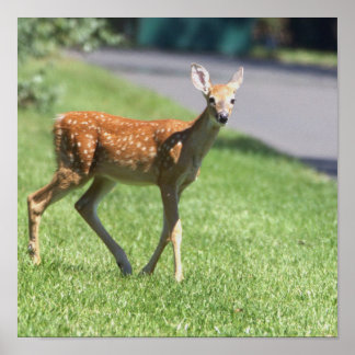 Deer Poster