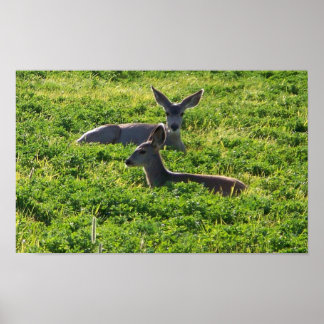Deer Poster