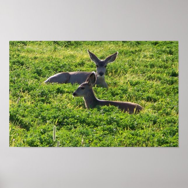 Deer Poster (Front)