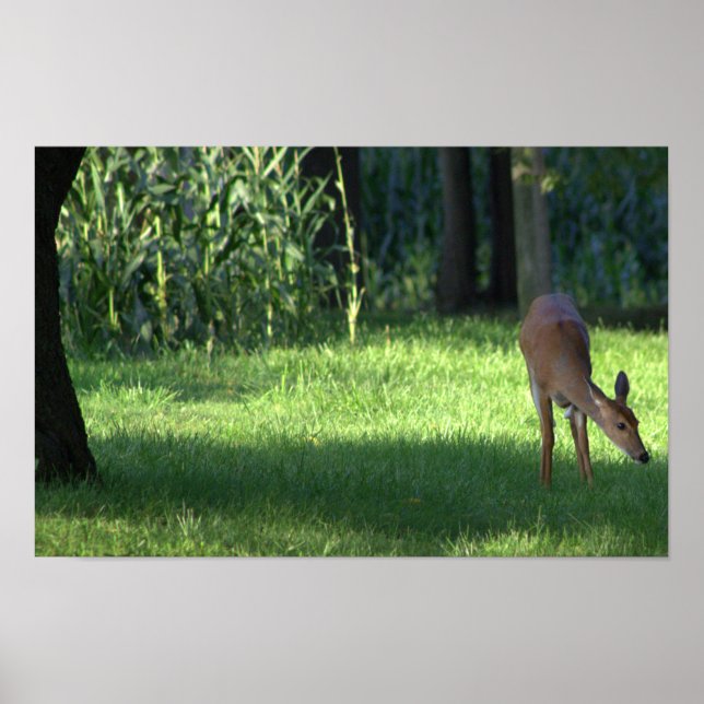 Deer Poster (Front)