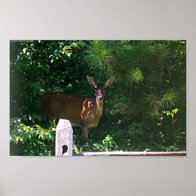 Deer,  poster (Front)