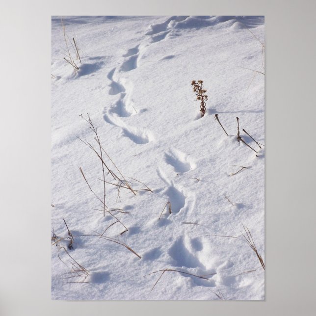 Deer Prints Snow Poster (Front)
