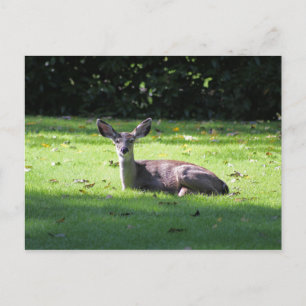 Deer Resting Lawn Postcard