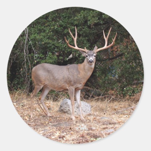 Deer Round Sticker