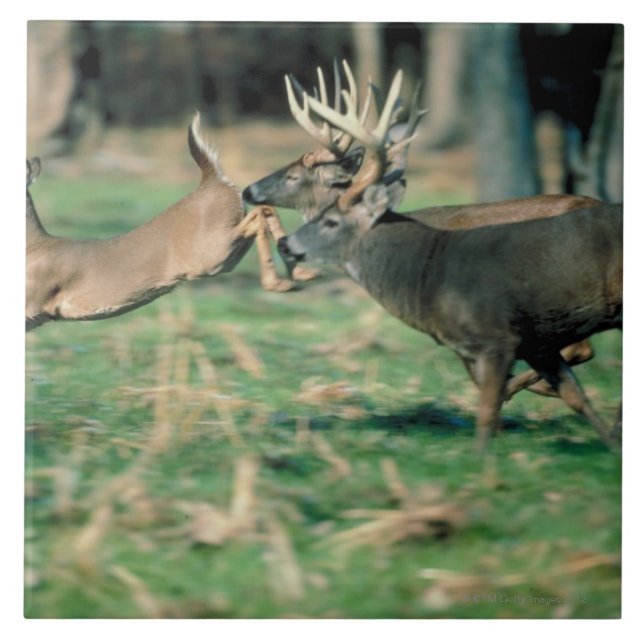 Deer running in forest ceramic tile (Front)