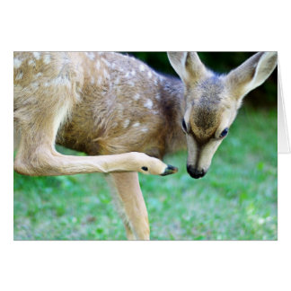 Deer - Scratch that Itch Cards