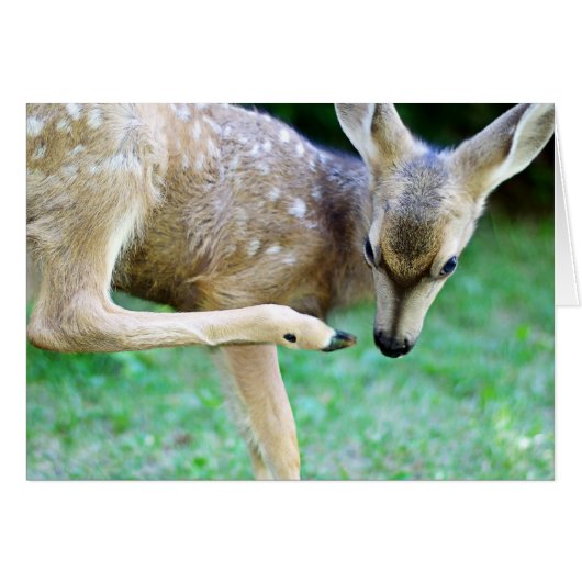 Deer - Scratch that Itch Cards (Front Horizontal)